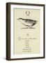 The Letter Q-Edward Lear-Framed Giclee Print