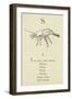 The Letter S-Edward Lear-Framed Giclee Print