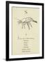 The Letter S-Edward Lear-Framed Giclee Print