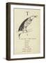 The Letter T-Edward Lear-Framed Giclee Print