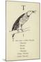 The Letter T-Edward Lear-Mounted Giclee Print