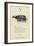 The Letter Y-Edward Lear-Framed Giclee Print