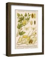 The Life Cycle of a Silk Worm and Silk Culture-A. Reichert-Framed Photographic Print