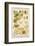 The Life Cycle of a Silk Worm and Silk Culture-A. Reichert-Framed Photographic Print