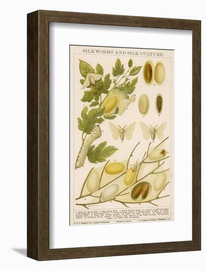 The Life Cycle of a Silk Worm and Silk Culture-A. Reichert-Framed Photographic Print