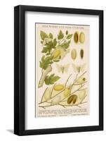 The Life Cycle of a Silk Worm and Silk Culture-A. Reichert-Framed Photographic Print