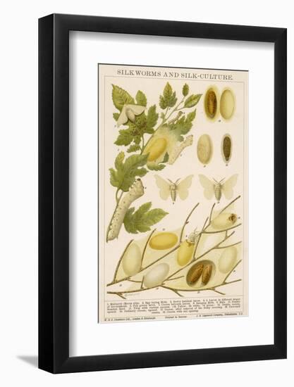 The Life Cycle of a Silk Worm and Silk Culture-A. Reichert-Framed Photographic Print