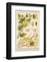 The Life Cycle of a Silk Worm and Silk Culture-A. Reichert-Framed Photographic Print