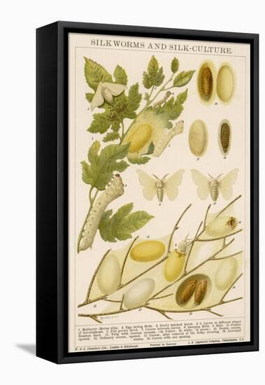 The Life Cycle of a Silk Worm and Silk Culture-A. Reichert-Framed Stretched Canvas