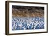 The Liftoff Of Snow Geese In Bosque Del Apache National Wildlife Refuge-Jay Goodrich-Framed Photographic Print