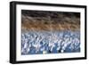 The Liftoff Of Snow Geese In Bosque Del Apache National Wildlife Refuge-Jay Goodrich-Framed Photographic Print