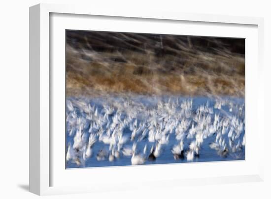 The Liftoff Of Snow Geese In Bosque Del Apache National Wildlife Refuge-Jay Goodrich-Framed Photographic Print