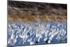 The Liftoff Of Snow Geese In Bosque Del Apache National Wildlife Refuge-Jay Goodrich-Mounted Photographic Print