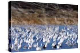 The Liftoff Of Snow Geese In Bosque Del Apache National Wildlife Refuge-Jay Goodrich-Stretched Canvas
