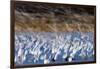The Liftoff Of Snow Geese In Bosque Del Apache National Wildlife Refuge-Jay Goodrich-Framed Photographic Print