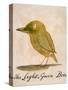 The Light Green Bird, from Sixteen Drawings of Comic Birds-Edward Lear-Stretched Canvas