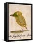 The Light Green Bird, from Sixteen Drawings of Comic Birds-Edward Lear-Framed Stretched Canvas