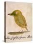 The Light Green Bird, from Sixteen Drawings of Comic Birds-Edward Lear-Stretched Canvas