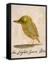 The Light Green Bird, from Sixteen Drawings of Comic Birds-Edward Lear-Framed Stretched Canvas