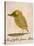 The Light Green Bird, from Sixteen Drawings of Comic Birds-Edward Lear-Stretched Canvas