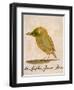 The Light Green Bird, from Sixteen Drawings of Comic Birds-Edward Lear-Framed Giclee Print