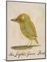 The Light Green Bird-Edward Lear-Mounted Premium Giclee Print