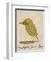 The Light Green Bird-Edward Lear-Framed Giclee Print