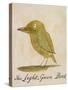 The Light Green Bird-Edward Lear-Stretched Canvas