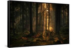 The light in the forest-Allan Wallberg-Framed Stretched Canvas