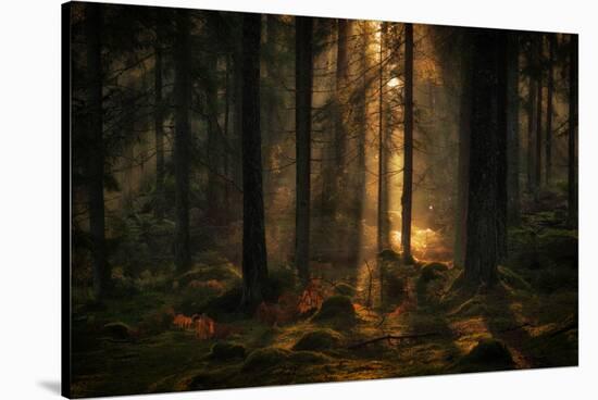 The light in the forest-Allan Wallberg-Stretched Canvas