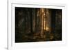 The light in the forest-Allan Wallberg-Framed Photographic Print