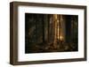 The light in the forest-Allan Wallberg-Framed Photographic Print