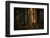 The light in the forest-Allan Wallberg-Framed Photographic Print