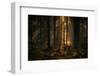 The light in the forest-Allan Wallberg-Framed Photographic Print