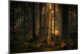 The light in the forest-Allan Wallberg-Mounted Photographic Print