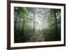 The Lighting Forest 2-Philippe Manguin-Framed Photographic Print