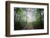 The Lighting Forest 2-Philippe Manguin-Framed Photographic Print