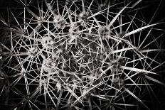 Cactus Synapse-the lightlistener-Photographic Print