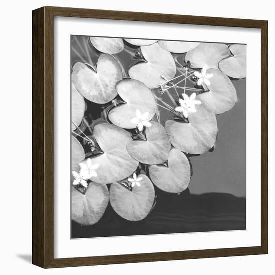 The Lily Pool B&W-Douglas Yan-Framed Giclee Print