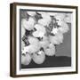 The Lily Pool B&W-Douglas Yan-Framed Giclee Print