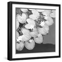 The Lily Pool B&W-Douglas Yan-Framed Giclee Print