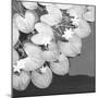 The Lily Pool B&W-Douglas Yan-Mounted Giclee Print