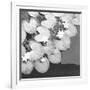 The Lily Pool B&W-Douglas Yan-Framed Giclee Print