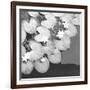 The Lily Pool B&W-Douglas Yan-Framed Giclee Print