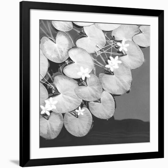 The Lily Pool B&W-Douglas Yan-Framed Giclee Print