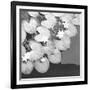 The Lily Pool B&W-Douglas Yan-Framed Giclee Print