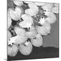 The Lily Pool B&W-Douglas Yan-Mounted Giclee Print