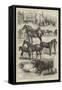 The Lincolnshire Agricultural Society's Show at Boston, Prize Animals-null-Framed Stretched Canvas