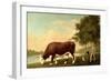 The Lincolnshire Ox, C.1790-George Stubbs-Framed Giclee Print