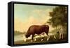 The Lincolnshire Ox, C.1790-George Stubbs-Framed Stretched Canvas